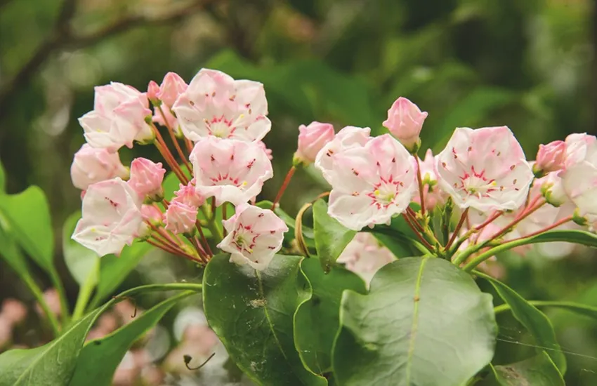 Kalmia latifolia - De Tuin in vier seizoenen 42 - Lente 2023