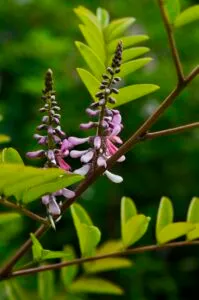Indigofera amblyantha - De Tuin in vier seizoenen 45 winter 2023