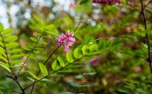 Indigofera howelii - De Tuin in vier seizoenen 45 winter 2023