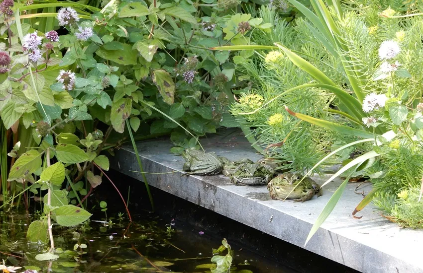 Nazomeren in Niedorp -De Tuin in vier seizoenen