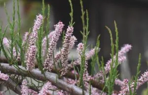 Tamarix tetrandra - De Tuin in vier seizenen 46 - lente 2024