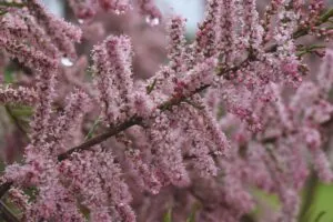 Tamarix tetrandra - De Tuin in vier seizoenen 46 - Lente 2024