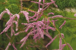 Tamarix ramosissima 'Pink Cascade'- De Tuin in viert seizoenen 46 - lente 2024