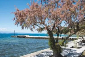 Tamarix gallica - De Tuin in vier seizoenen 46 - lente 2024