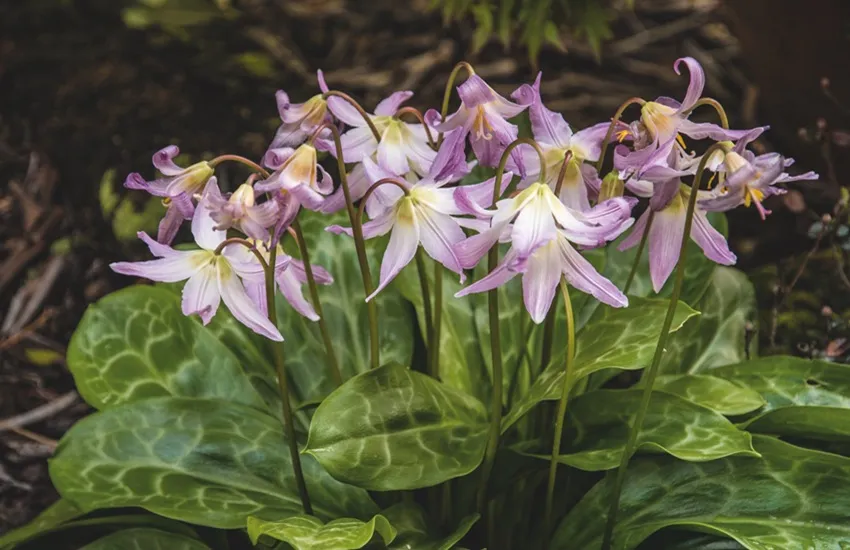 Erythronium (x) Aberconwy marbled group - De Tuin in vier seizoenen