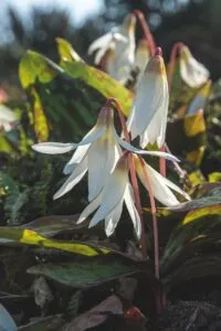 Erythronium caucasicum - De Tuin in vier seizoenen 46 - Lente 2024