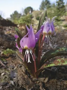 Erythronium dens-canis - De Tuin in vier seizoenen 46- Lente 2024