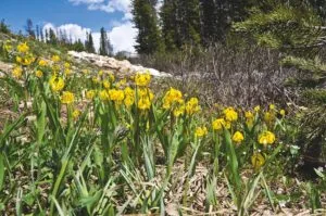 Erythronium grandiflorum - De Tuin in vier seizoenen 46 - Lente 2024