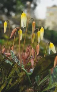 Erythronium multiscapideum - De Tuin in vier seizoenen 46 - Lente 2024