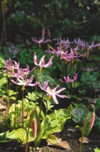 Erythronium revolutum - De Tuin in vier seizoenen 46 - Lente 46
