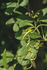 Akebia-quinata - De Tuin in vier seizoenen 46 - lente 2024