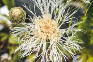 Centaurea 'Aloha Blanca' Kwekerij Morning Glory - De Tuin in vier seizoenen