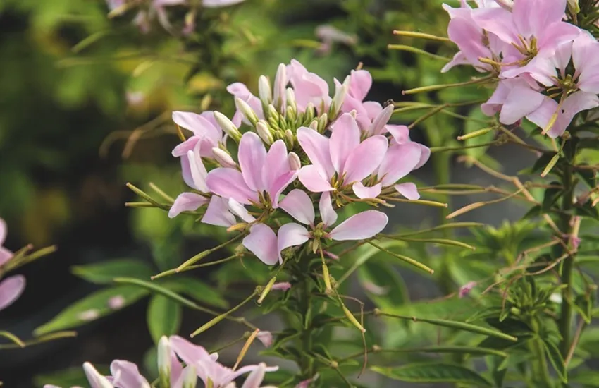 Cleome 'Senorita Carolina' - Kwekerij Morning Glory - De Tuin in vier seizoenen