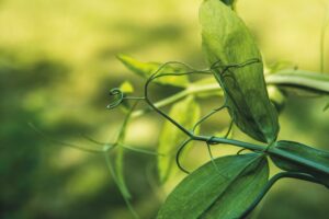 Lathyrus latifolius - Guirlandes in bos en tuin - De Tuin in vier seizoenen 46 - lente 2024