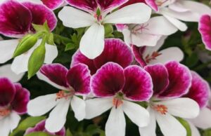 Pelargoniums 'Angeleyes Bicolor Improved' Kwekerij van der Velde