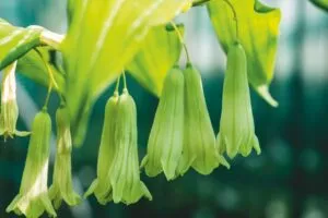 Polygonatum stenanthum - Kwekerij Morning Glory - De Tuin in vier seizoenen