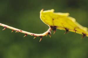 Rubus cissoides - Guirlandes in bos en tuin - De Tuin in vier seizoenen 46 - lente 2024