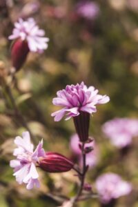 Silene pendula 'Sibella Lilac' - Kwekerij Morning Glory - De Tuin in vier seizoenen