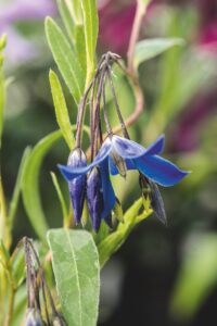Sollya heterophylla 'Ultra Blue' - Kwekerij Morning Glory - De Tuin in vier seizoenen