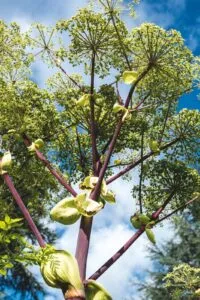 Angelica dahurica - De Tuin in vier seizoenen 47 zomer 2024