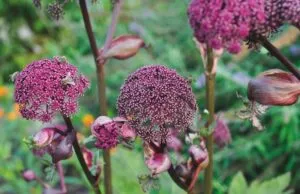 Angelica gigas - De Tuin in vier seizoenen 47 zomer 2024