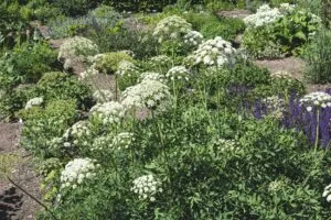 Laserpitium siler - De Tuin in vier seizoenen 47 zomer 2024