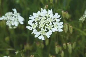 Orlaya grandiflora - Straalscherm - De Tuin in vier seizoenen 47 zomer 2024