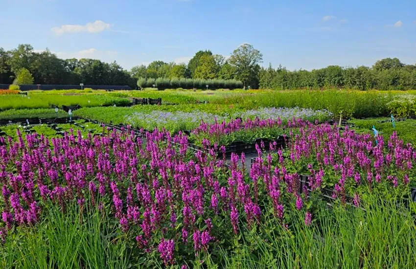 Kwaliteitsplanten.nl - De Tuin in vier seizoenen