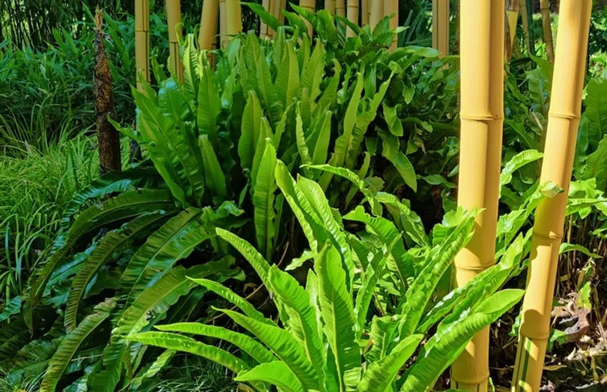 PERK Botanical Nursery