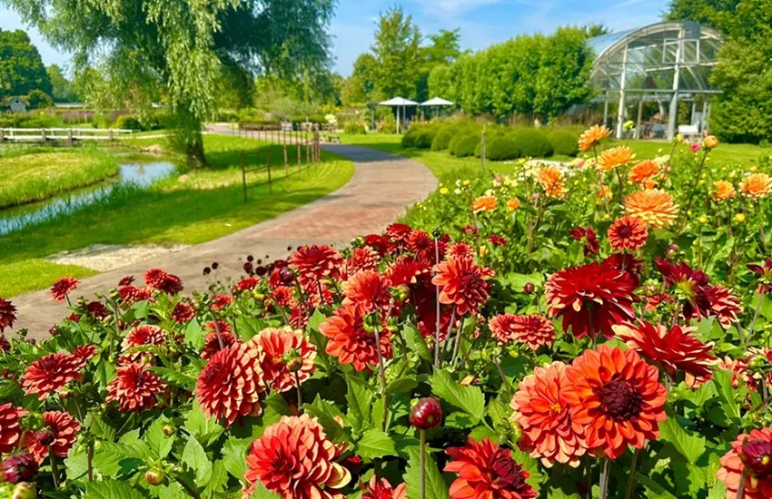 Dahlia - Bloemenpark Appeltern - De Tuin in vier seizoenen