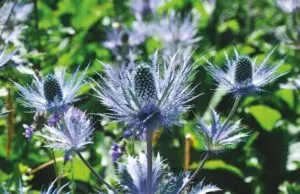 Eryngium alpinum - De Tuin in vier seizoenen 47- zomer 2024