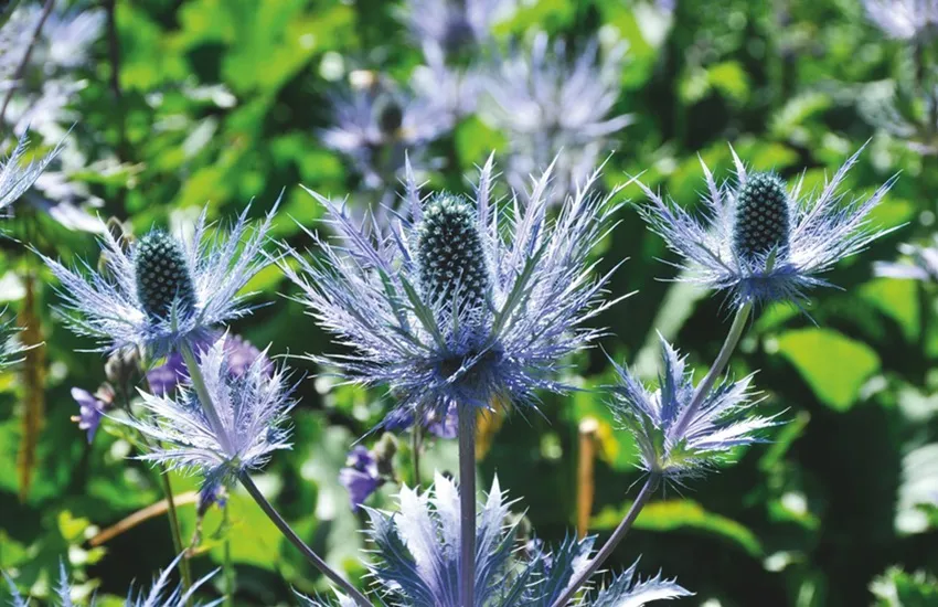 Eryngium alpinum - De Tuin in vier seizoenen 47- zomer 2024