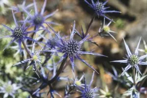 Eryngium bourgatii - De Tuin in vier seizoenen 47 - zomer 2024