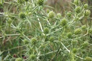 Eryngium campestre - De Tuin in vier seizoenen 47 - zomer 2024