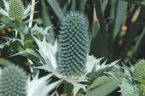 Eryngium giganteum - De Tuin in vier seizoenen 47 - zomer 2024
