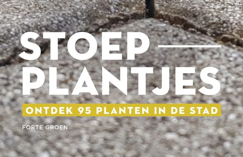 Stoepplantjes - Forte Groen - De Tuin in vier seizoenen
