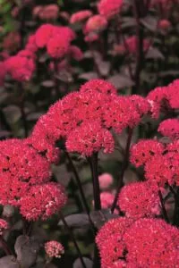 Sedum 'Red Cauli'