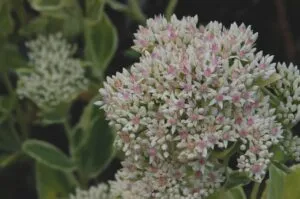 Sedum 'Frosty Morn'