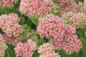 Sedum 'Herbstfreude'