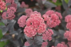Sedum 'José Aubergine'