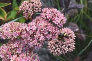 Sedum 'Matrona'
