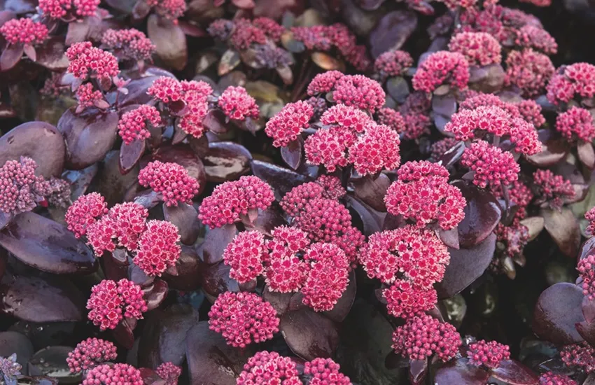 Sedum 'Oriental Dancer'