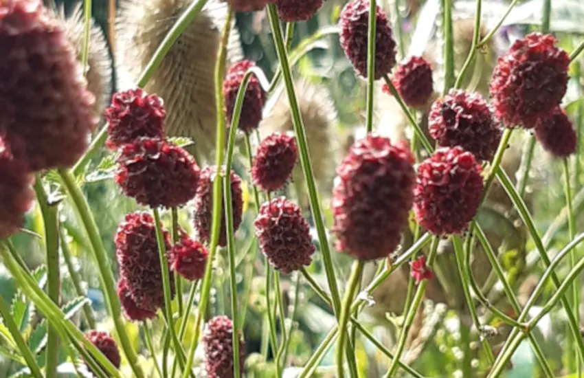 de groene plantenmarkt najaar 2024