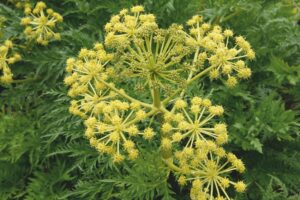 Molopospermum peloponnesiacum - De Tuin in vier seizoenen 48 - herfst 2024