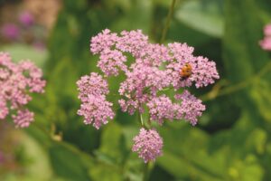 Pimpinella major 'Rosea'- De Tuin in vier seizoenen 48 - herfst 2024