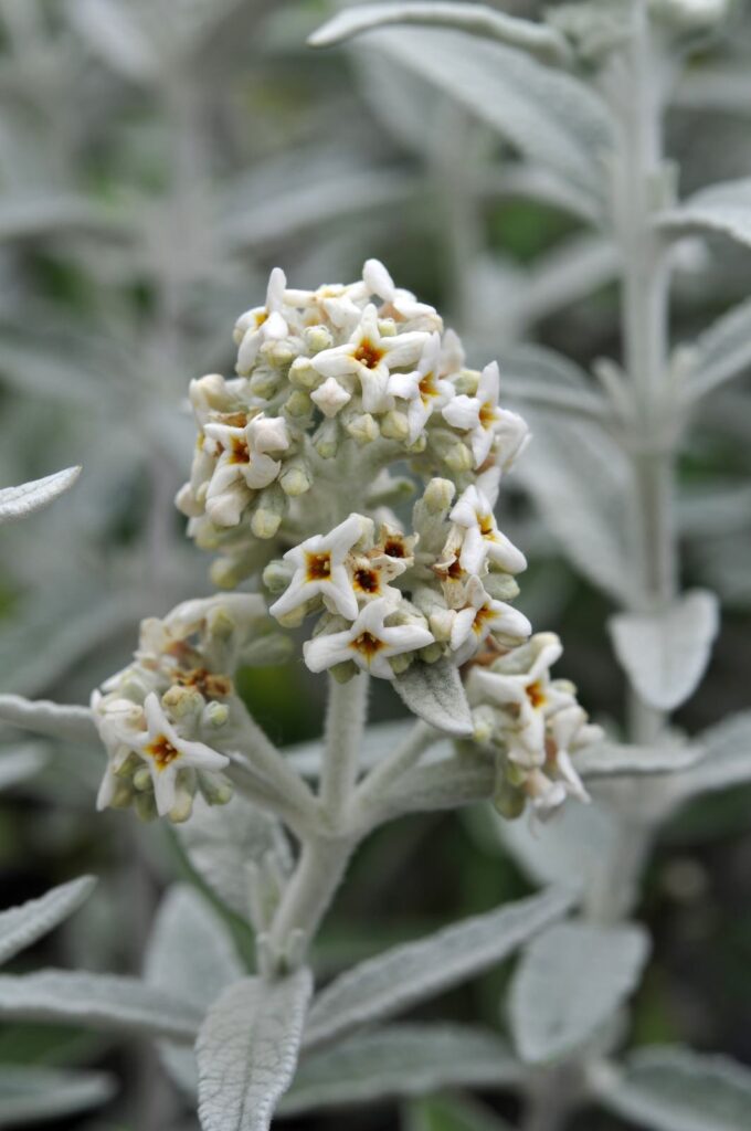 Buddleja 'Morning Mist ( B. Silver Anniversary')