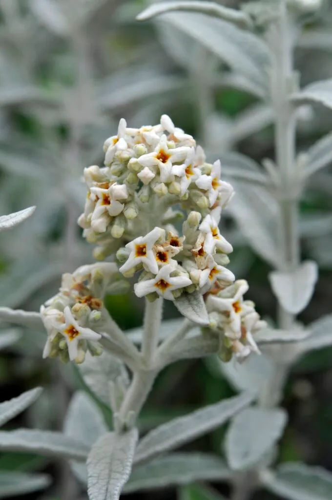Buddleja 'Morning Mist ( B. Silver Anniversary')