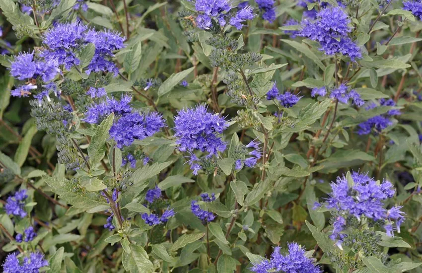 Caryopteris x clandonensis 'First Choise' - De Tuin in vier seizoenen 49 - Winter 2024