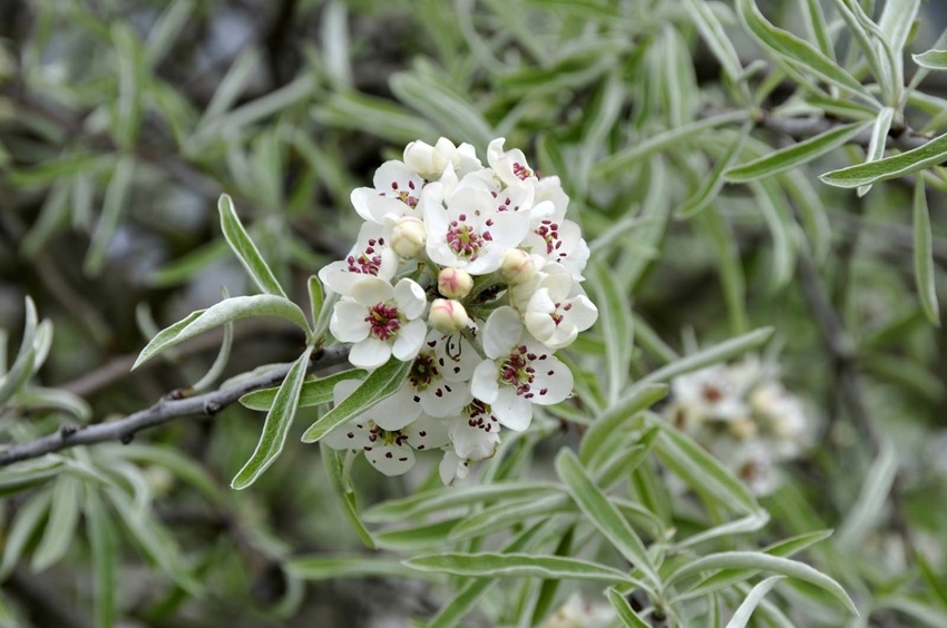 Pyrus salicifolia - Wilgpeer - De Tuin in vier seizoenen 49- Winter 2024