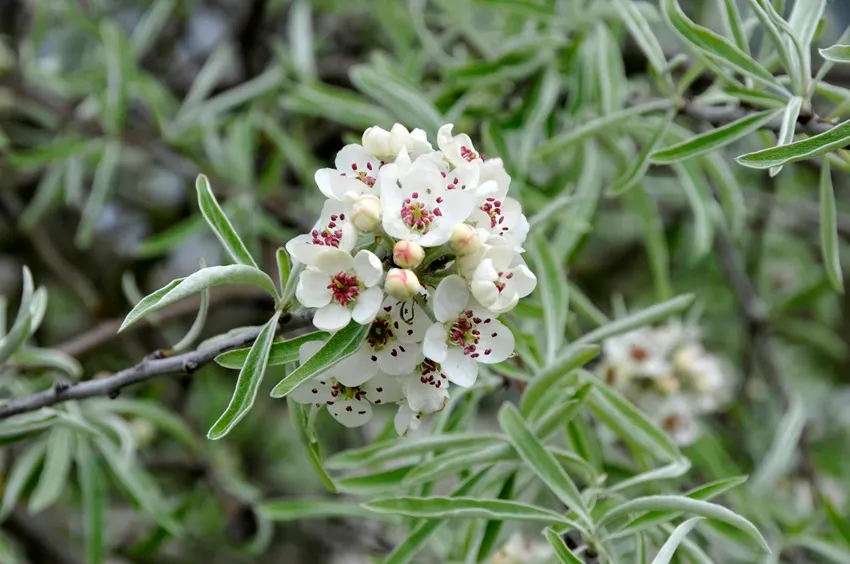 Pyrus salicifolia - Wilgpeer - De Tuin in vier seizoenen 49- Winter 2024